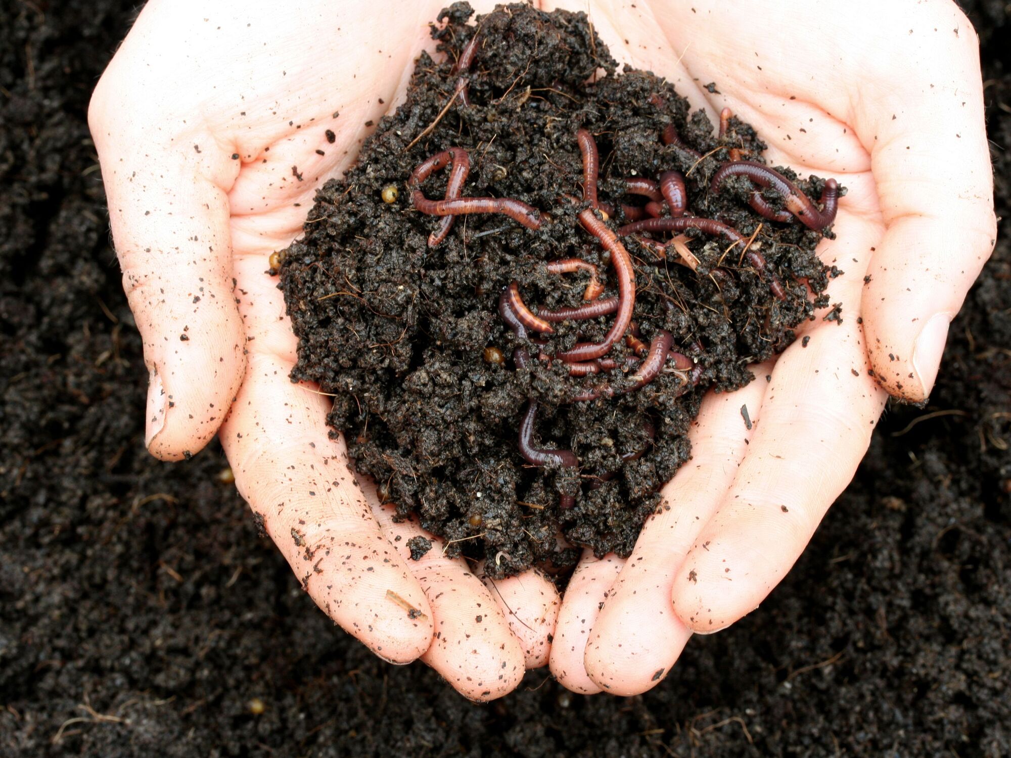 Vermicomposting Starter Colony - Red Wigglers - myLocalism