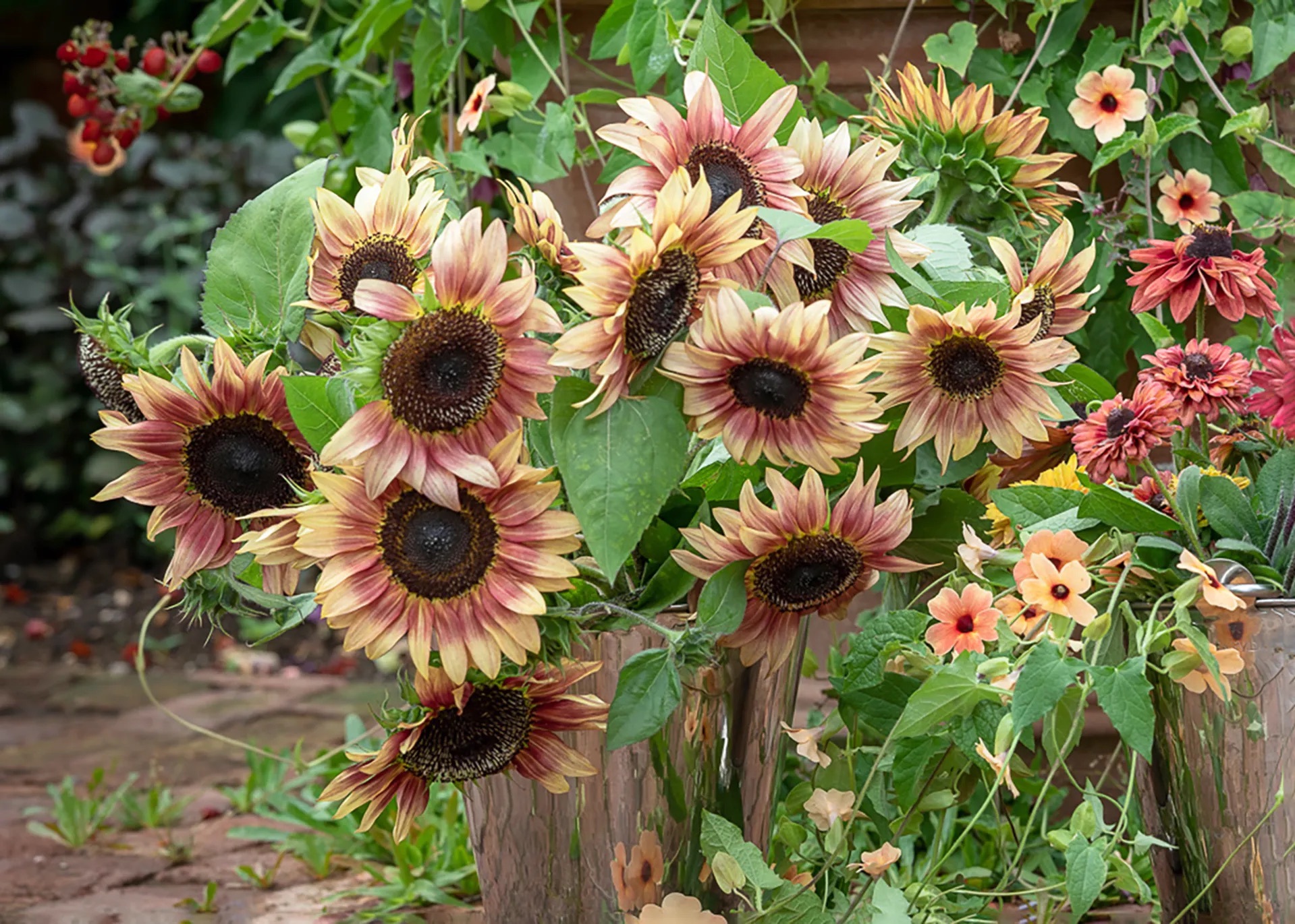 Forudsætning afskaffe Indflydelsesrig Sunflower - Garnet Star (Young Plants) - myLocalism